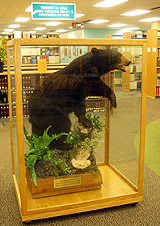 ARLIS Ursus Photo